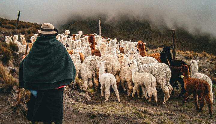 Alpakaherde mit Einheimischer Frau in den Anden von Peru