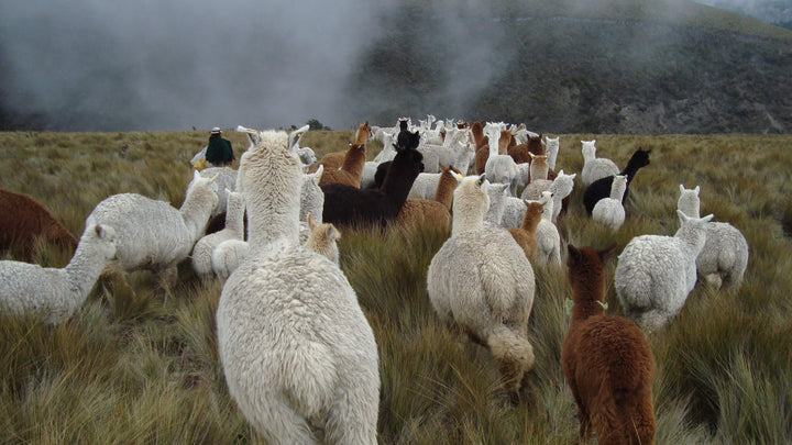 Bunte Alpaka Herde im Andengebirge von Peru