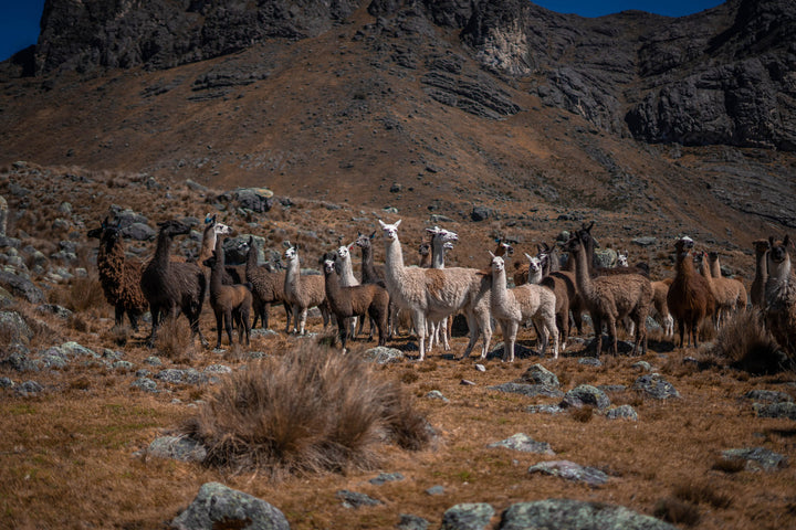 Verschiedene Alpaka und Lama Rassen im Andengebirge von Peru