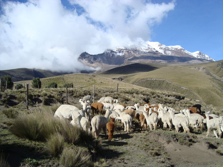 Alpaka Herde im grünen Anden Hochgebirge von Peru mit Bergkulisse im Hintergrund