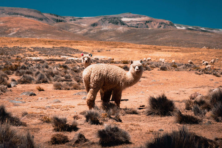 Flauschige Alpakas im goldbraunen Andengebirge von Peru