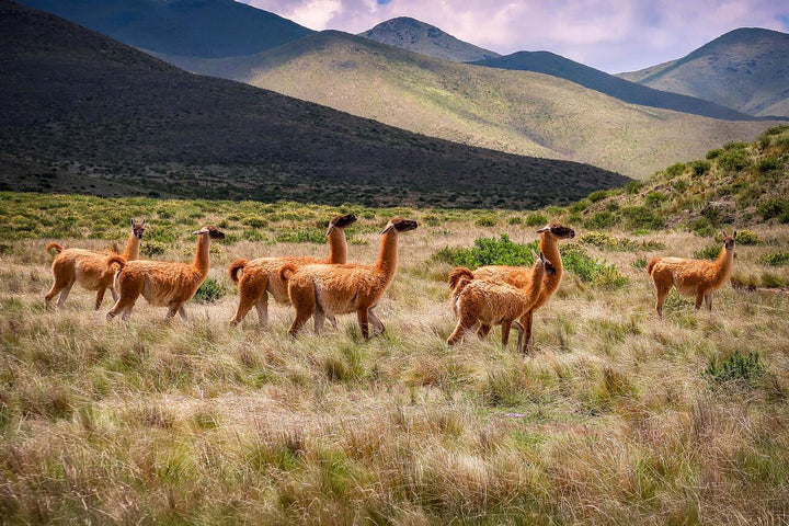Eine Herde brauner Guanakos im grünen Andengebirge von Peru