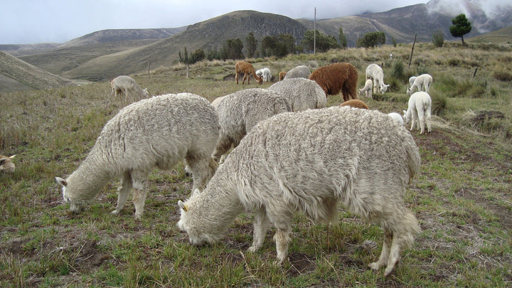 Alpakaherde in Peru frisst Gras auf der Weide