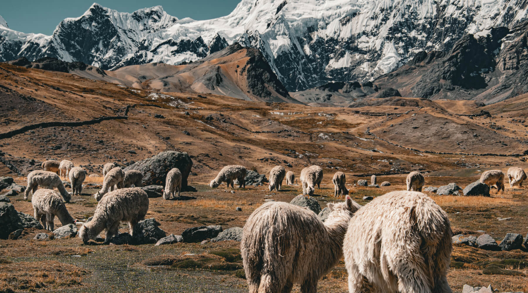 Alpaka Herde im Andengebirge vor schneebedeckten Bergen
