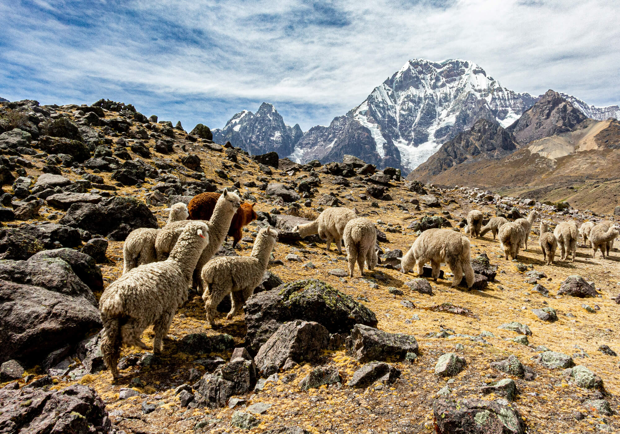 Alpaka Herde vor schneebedeckter Bergkulisse in den Anden von Peru