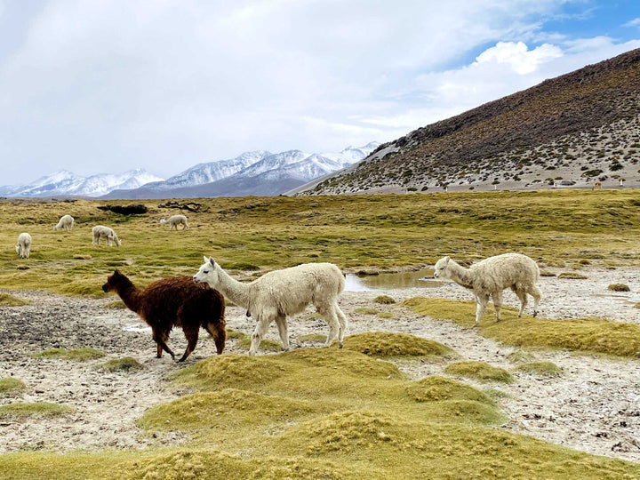 Alpakas in weiss und braun in den grünen Anden von Peru
