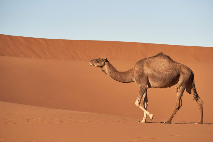 Dromedar läuft in der Wüste