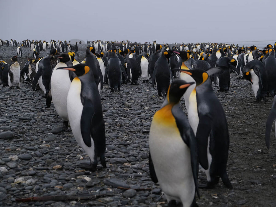 Pinguinkolonie in der Antarktis