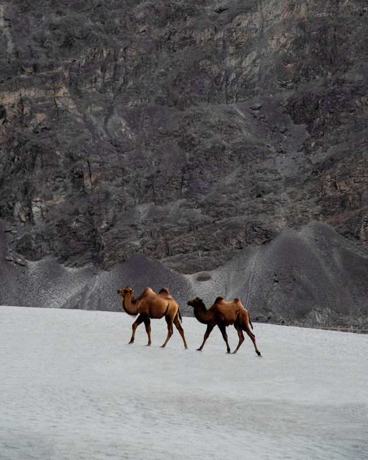 Zwei Trampeltiere laufen in steinigem Gebirge